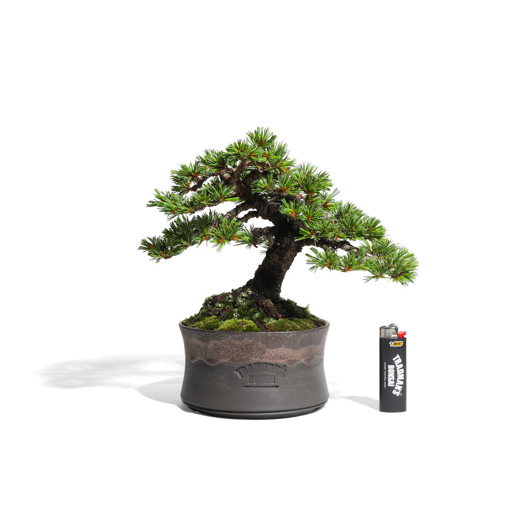 五葉松 -Japanese white pine- （推定樹齢40年）-M0018-｜TRADMAN'S